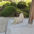 法楽寺（播州犬寺）の写真_729920