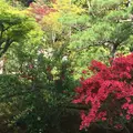 鈴虫寺（華厳寺）の写真_75832