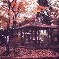 桃園川緑道の写真_77252