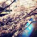 桃園川緑道の写真_77257