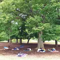 代々木公園の写真_81091