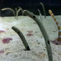 すみだ水族館の写真_81402