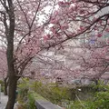 熱海桜の写真_1056483