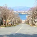 八幡坂の写真_1096604