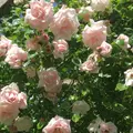 The Rose Garden of Provinsの写真_1120279