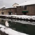 小樽運河の写真_113470