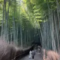 嵐山 竹林の小径の写真_1159274