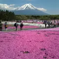 富士芝桜まつり事務局の写真_116283