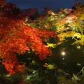 高台寺の写真_118656