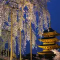 東寺（教王護国寺）の写真_119954