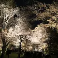 元離宮 二条城の写真_119963