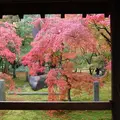 東福寺の写真_120394