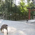 奈良公園の写真_122803