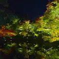 高台寺の写真_122905
