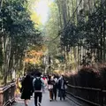 嵐山 竹林の小径の写真_1255520