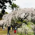 近衛邸跡の枝垂れ桜の写真_1317140