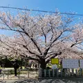 桜井公園の写真_1320185
