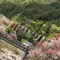 月川温泉の花桃の写真_1341681