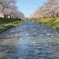 舟川べり桜並木の写真_1351952