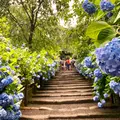 明月院（あじさい寺）の写真_1397385