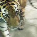 天王寺動物園の写真_144932