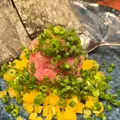 おさかなや魚魚権の写真_1468334
