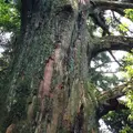 智満寺の十本杉の写真_153801