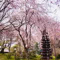 桜守 佐野藤右衛門邸の写真_1571550