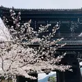 嵯峨釈迦堂（清凉寺）の写真_1571554