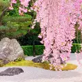 退蔵院の写真_1575427