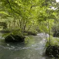 奥入瀬渓流　　の写真_1625059