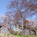 高瀬の大木（ケヤキ）の写真_163438