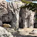 旭川市 旭山動物園の写真_1662925