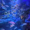 すみだ水族館の写真_1673574