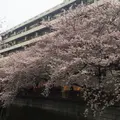 目黒川の桜並木の写真_172848