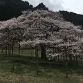 観音桜の写真_174324