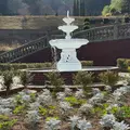 アカオハーブ＆ローズガーデンの写真_1754303
