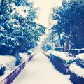 桃園川緑道の写真_179308