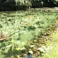 モネの池（名もなき池）の写真_184501