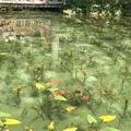 モネの池（名もなき池）の写真_188742