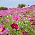 万博記念公園の写真_199472