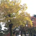 建仁寺の写真_203504