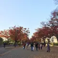 代々木公園の写真_204064