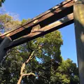 明治神宮の写真_217510