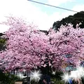 河津桜の原木の写真_217780