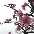 八重岳桜の森公園の写真_219154
