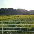 日野の菜の花畑の写真_219792