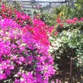 八丈植物公園の写真_223643