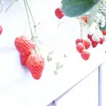 愛成ベリーの写真_226275