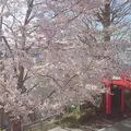 赤城神社の写真_227680